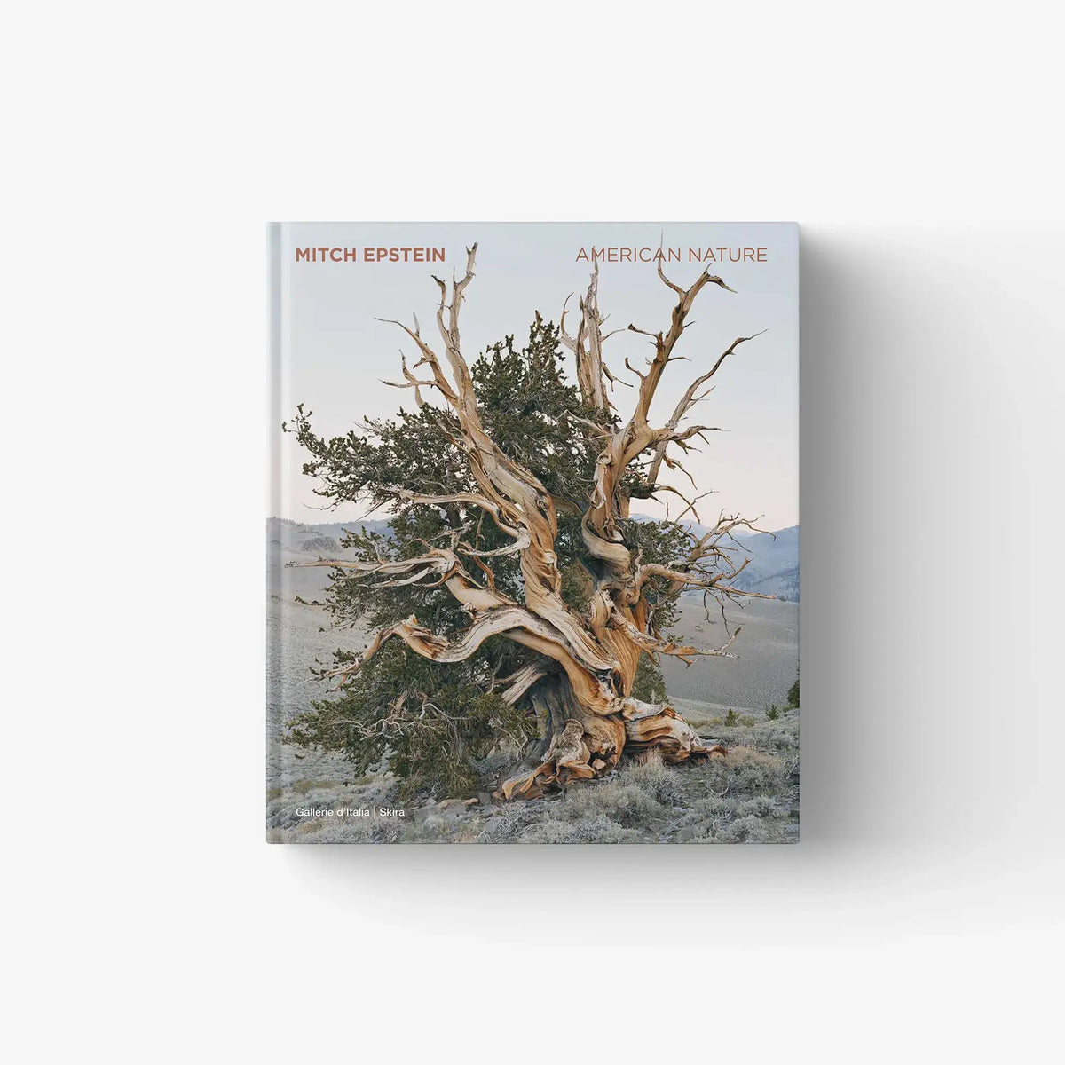 Book cover with gnarled tree roots and forest landscape, featuring “Mitch Epstein” text